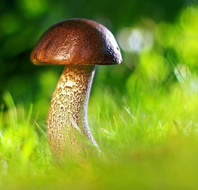 Foto per Autorizzazione per la raccolta dei funghi - Comune di Luson